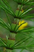 Giant Horsetail Equisetum telmateia