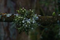 Ramalina fastigiata