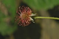 Wood Avens