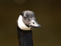 Canada goose Branta canadensis