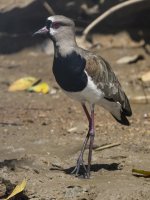 southern lapwing Vanellus chilensis 