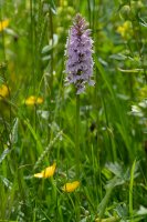 Common spotted orchid Dactylorhiza fuchsii