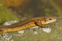 Common lizard Zootoca vivipara