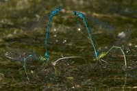 Azure Damselflies Coenagrion puella