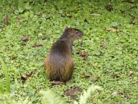 Central American agouti Dasyprocta punctata 