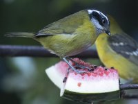 sooty-capped chlorospingus Chlorospingus pileatus 