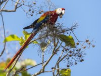 scarlet macaw Ara macao 