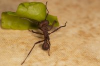 leafcutter ants