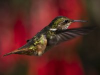 volcano hummingbird Selasphorus flammula 