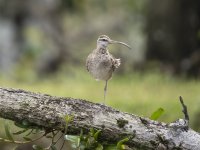 whimbrel Numenius phaeopus 