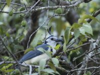 white-throated magpie-jay Calocitta formosa 