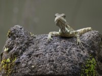 young common basilisk Basiliscus basiliscus 