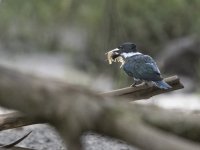 Amazon kingfisher Chloroceryle amazona 