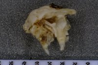 spraint sample 119