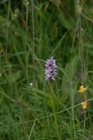 Common Spotted Orchid Dactylorhiza fuchsii