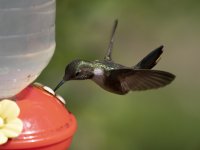 volcano hummingbird Selasphorus flammula 