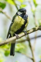 Great Tit Parus major