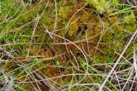 Sphagnum subnitens