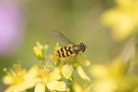 Hoverfly on St John's-wort Syrphus sp.