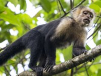 Panamanian white-faced capuchin Cebus imitator 