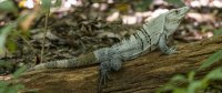 black spiny-tailed iguana Ctenosaura similis 