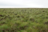 Bog dome