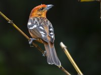 flame-colored tanager Piranga bidentata citrea 