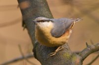 Nuthatch