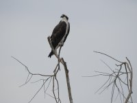 osprey Pandion haliaetus Also known as fish hawk, river hawk, sea hawk