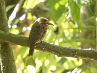 white-whiskered puffbird Malacoptila panamensis 