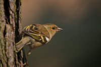 Female Chaffinch