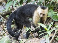 Panamanian white-faced capuchin Cebus imitator 