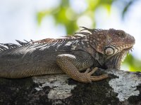 green iguana Iguana iguana 