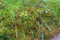 Sphagnum fallax