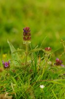 Prunella vulgaris