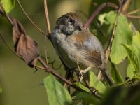 pale-breasted spinetail Synallaxis albescens 