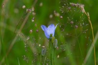 Harebell