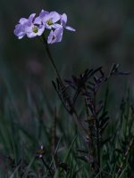 fly on cuckoo flower