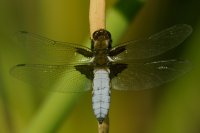 Male Broad-bodied Chaser, Libellula depressa (L.)