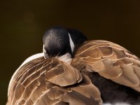 Canada goose Branta canadensis