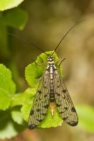 Female Scorpion Fly