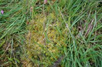 Sphagnum fallax