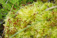 Sphagnum fimbriatum