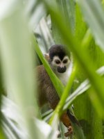 black-crowned Central American squirrel monkey Saimiri oerstedii oerstedii 