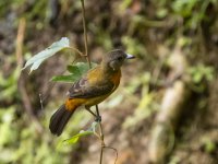 female scarlet-rumped tanager Ramphocelus passerinii 