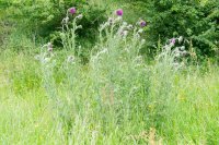 Musk thistle Carduus nutans