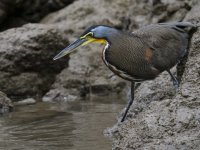 bare-throated tiger heron Tigrisoma mexicanum 