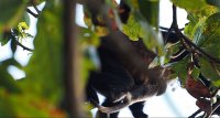 mantled howler Alouatta palliata 