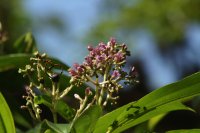 Miconia