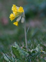 cowslip Primula veris